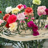 Dianthus flower arrangement
