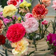 Colourful Dianthus arrangement