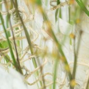 Vlammend #FreestyleFreesia design - buisjes