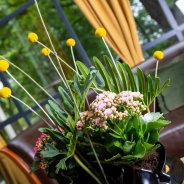 Funky Kalanchoë arrangement