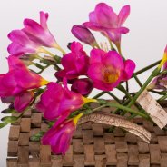 Felroze Freesia arrangement close-up