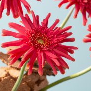 Mi Queeni Juliëtte with cork