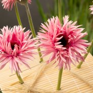 Frame bouquet with pink Mi Twisti Iggy