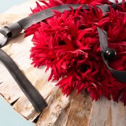 Mini Gerbera Mi Twisti Zetta