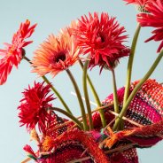 Colourful mini Gerbera varieties for Mother's Day - close-up