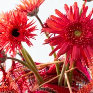 Colourful mini Gerbera varieties for Mother's Day - detail