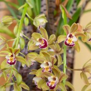 Cascade Cymbidium 'Argiro'