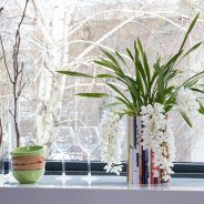 LZ Orchidee Ice Cascade Cymbidium