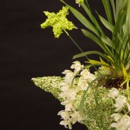 Ice Cascade Cymbidium with a Christmas feel