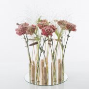 Trendy Dianthus