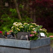 Tuintje met Garden Kalanchoës - Pim van den Akker - Flower Factor