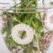 Mysterieus zee wezen met Freesia detail