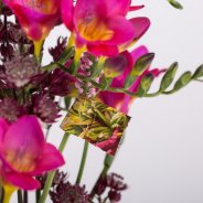Tijdschrift Freesia ontwerp close-up