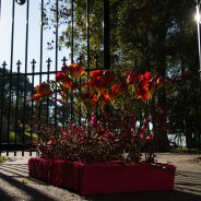 Afscheidsbloemwerk in rood