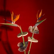 Valentine's Day present with Strelitzia