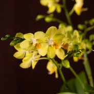 Kerst Multiflora Phalaenopsis - Van der Hoorn - Flower Factor