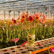 Surprising mini Gerbera's from LG Flowers 