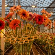 A mix of surprising mini Gerbera's