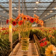 Mini Gerbera's from LG Flowers 