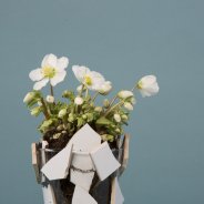 'Verboom Beauty' Helleborus winterarrangement met scherven