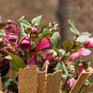 Playful Hellebore outdoor arrangement