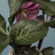 Helleborus Frostkiss - close-up