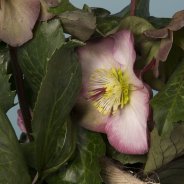 Helleborus Frostkiss van Kwekerij Verboom met touw - close-up