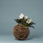 Kwekerij Verboom 'Helleborus Niger' design