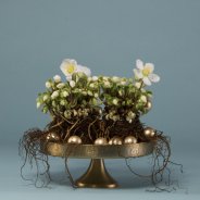 Subtle Christmas arrangement with Hellebore 'Verboom Beauty'
