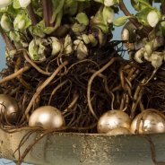 Hellebore 'Verboom Beauty' 