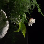 demo design Chantal Vollenbroek