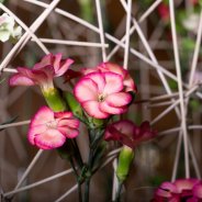 Floral wedding decoration with Sparkz