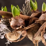 Christmas Hyacinthus and Amaryllis - Bab Star - Flower Factor