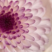 corsage Pim van den Akker - Flower Factor