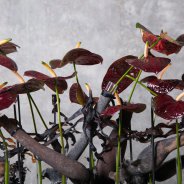 Spannend bloemwerk met Black Queen Anthurium door Pim van den Akker