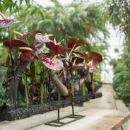 Black Queen Anthurium in design Pim van den Akker