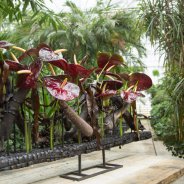 Black Queen Anthurium in design Pim van den Akker