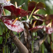 Black Queen Anthurium in design Pim van den Akker