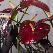Black Queen Anthurium in design Pim van den Akker