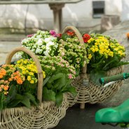 Manden vol Kalanchoë 'Garden' detail