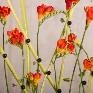 Red Freesia and black details