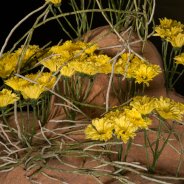 close-up Nibali design