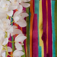 Close-up of the Ice Cascade Cymbidium