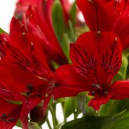 Red Alstroemeria 