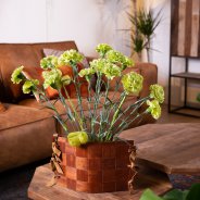 Trendy Dianthus in tough interior