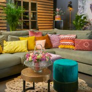 Trendy Dianthus in a cosy interior