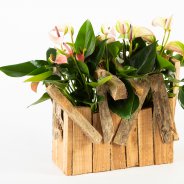 Anthurium DIY - Pim van den Akker - Flower Factor