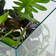 Anthurium terrarium - Roos van Unen - Flower Factor