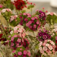Breanthus by HilverdaKooij in a funeral flower arrangement Kristel van Dijk Flower Factor