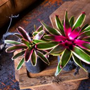 Bromelia in tough interior